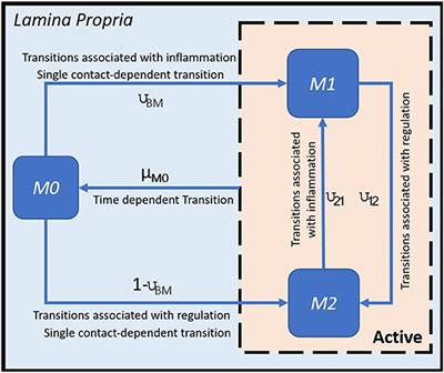 Multi-Resolution Sensitivity Analysis of Model of Immune Response to Helicobacter pylori Infection via Spatio-Temporal Metamodeling